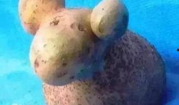 小羊最新爆料网站,揭秘网络世界背后的秘密