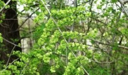 榆树最新爆料,揭秘背后惊人真相