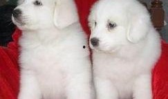 大白熊最新爆料,娱乐圈幕后真相大曝光！